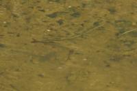 Rutilus rutilus