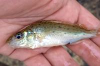 Gymnocephalus cernua
