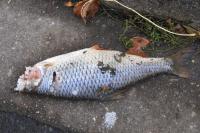Rutilus rutilus