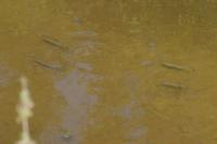 Squalius cephalus