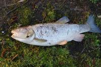 Squalius cephalus