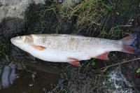 Chondrostoma nasus