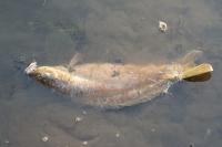 Cyprinus carpio