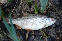 Rutilus rutilus
