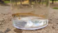 Alburnoides bipunctatus
