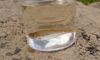 Alburnoides bipunctatus