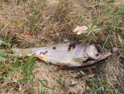 Cyprinus carpio