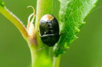 Legnotus limbosus