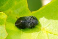 Penthimia nigra