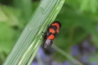Cercopis vulnerata
