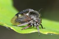 Centrotus cornutus