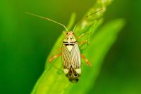 Rhabdomiris striatellus