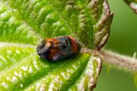 Penthimia nigra
