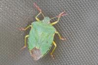 Palomena prasina