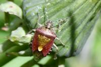 Dolycoris baccarum