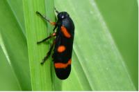 Cercopis intermedia