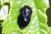 Penthimia nigra