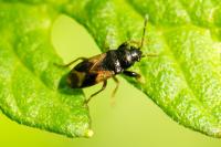 Megalonotus praetextatus