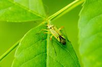 Mermitelocerus schmidtii