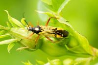Miris striatus