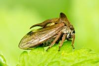 Centrotus cornutus