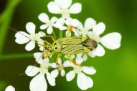 Mermitelocerus schmidtii