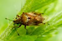 Kleidocerys ericae