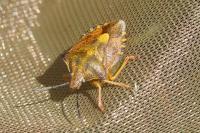 Carpocoris purpureipennis