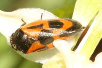 Haematoloma dorsata