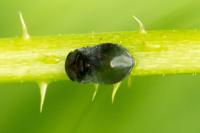 Penthimia nigra