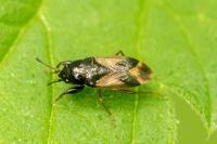 Megalonotus praetextatus