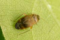 Psallus