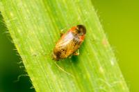 Psallus