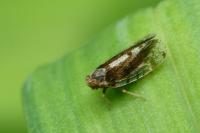 Tachycixius pilosus