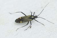 Miris striatus