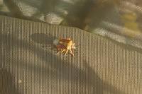 Carpocoris purpureipennis