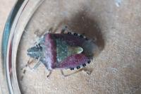 Dolycoris baccarum