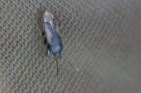 Megalonotus emarginatus