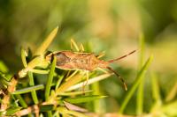 Gonocerus juniperi