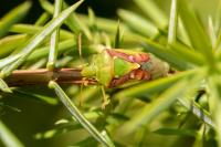 Cyphostethus tristriatus