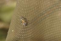 Hoplomachus thunbergii