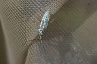 Leptopterna dolabrata