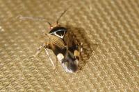 Deraeocoris flavilinea