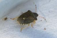 Peribalus strictus