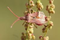 Haploprocta sulcicornis