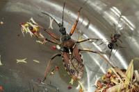 Rhynocoris erythropus