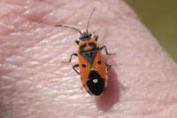 Melanocoryphus albomaculatus