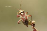 Calocoris roseomaculatus