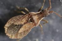 Spathocera lobata