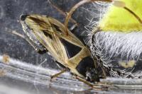 Xanthochilus quadratus
